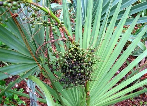 Sabal or grace climbing